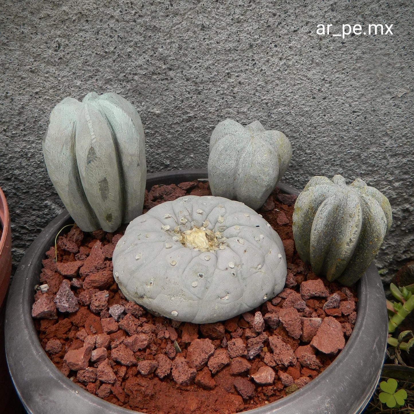 Set de 10 Cactus decorativos.