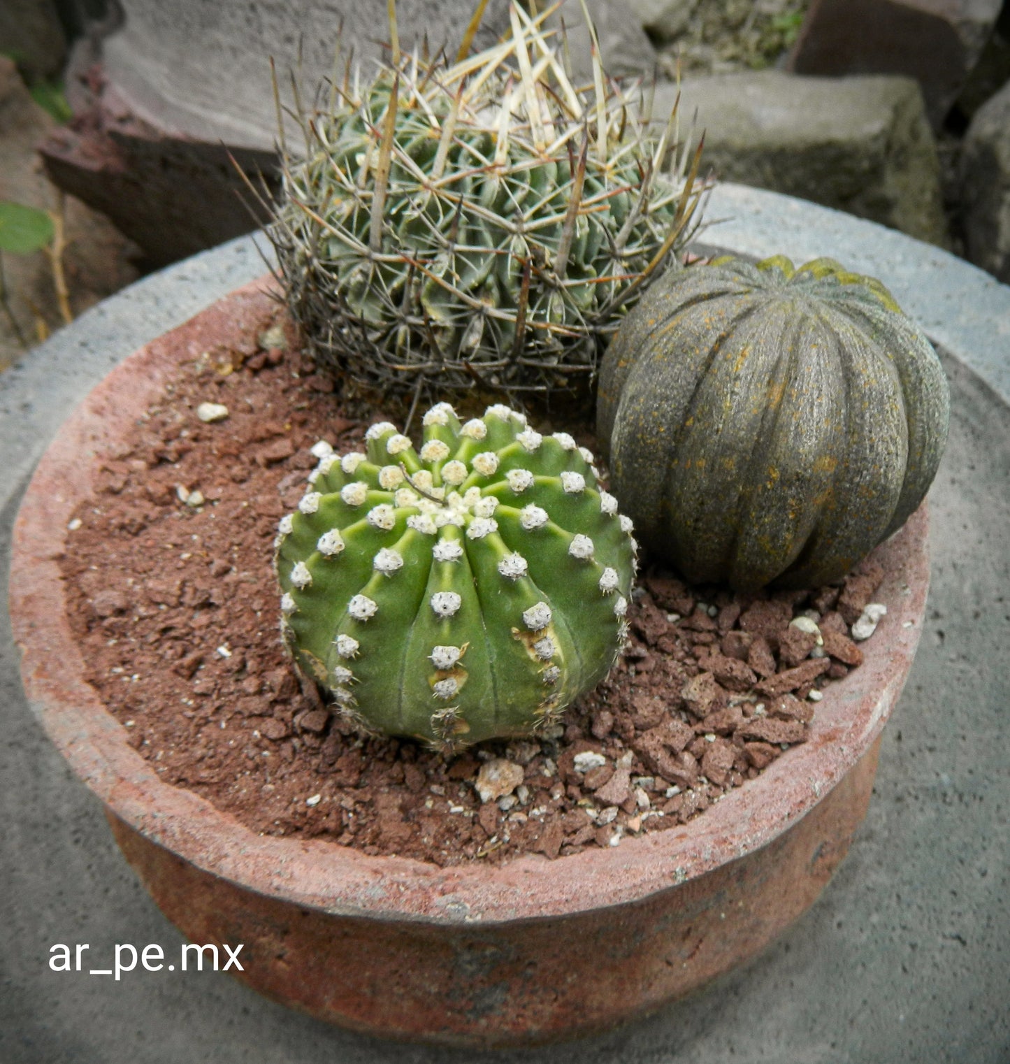 Set de 10 Cactus decorativos.